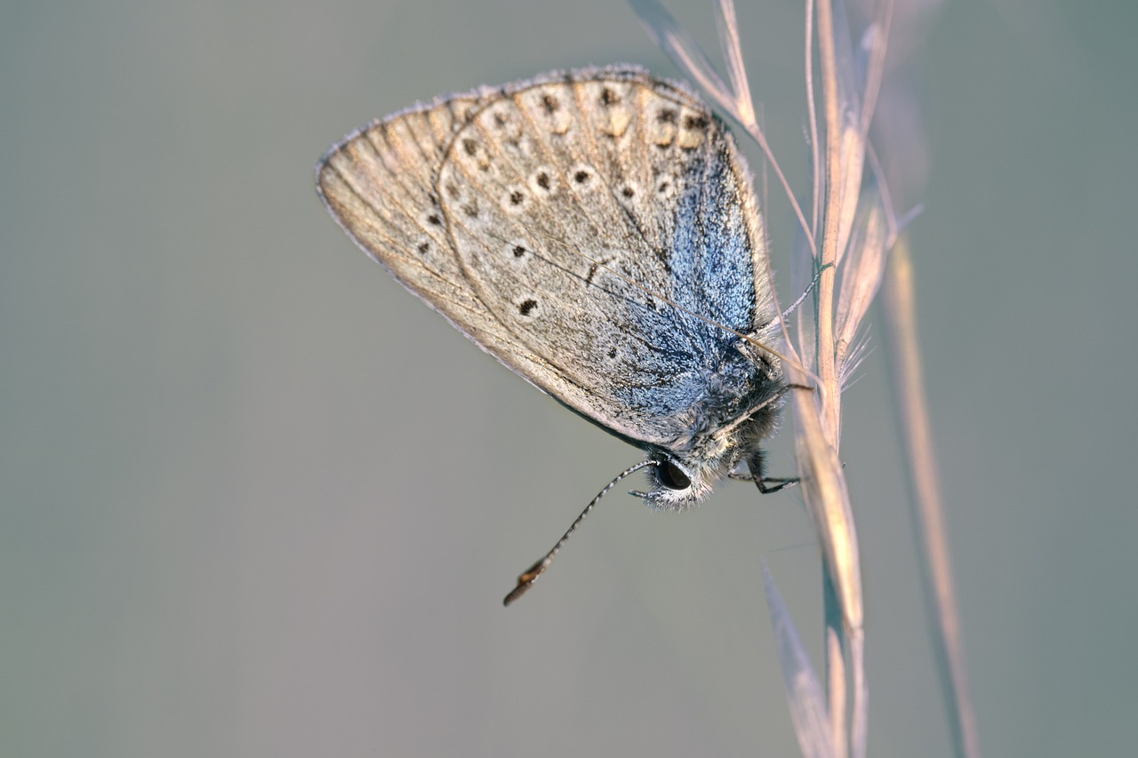 How to Create a Butterfly-Friendly Backyard